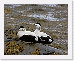haahakat eiders 9838 * 1140 x 900 * (156KB)